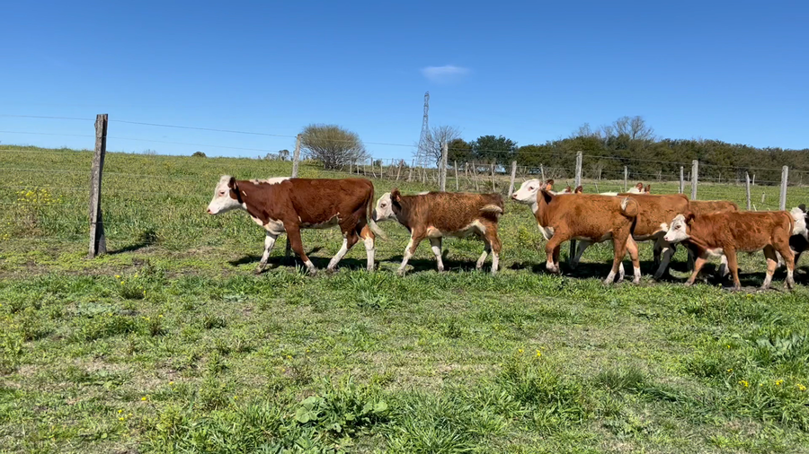 Lote TERNEROS Y TERNERAS