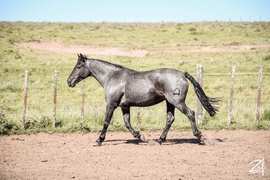 Lote ARACELI GAITERA