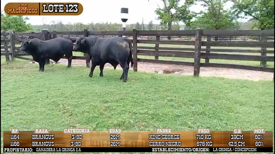 Lote LOTE 123 - VIVO