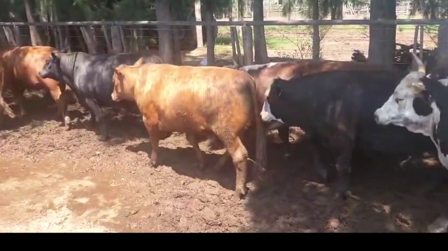 Lote 32 Novillos Exportación UE Hilton