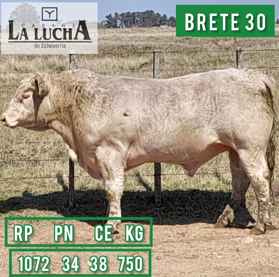 Lote TOROS CHAROLAIS PI