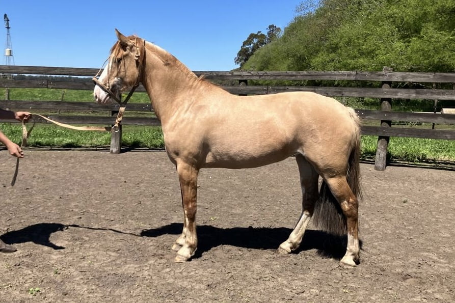 Lote BALLENERA PAJA RALA