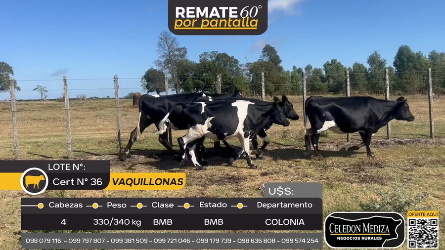Lote 4 Vaquillonas  en Ombúes Lavalle, Colonia