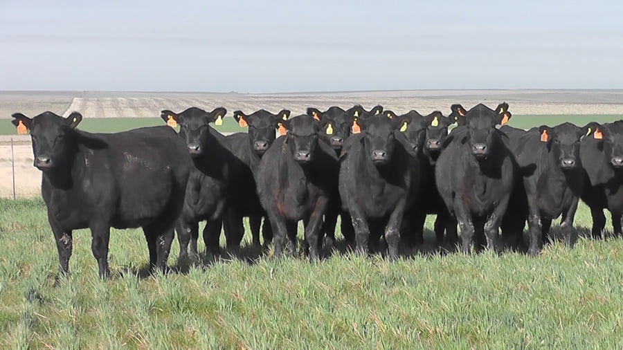 Lote VAQUILLONAS MAS NEGRAS   C/ GTIA DE PREÑEZ PARICION PRIMAVERA