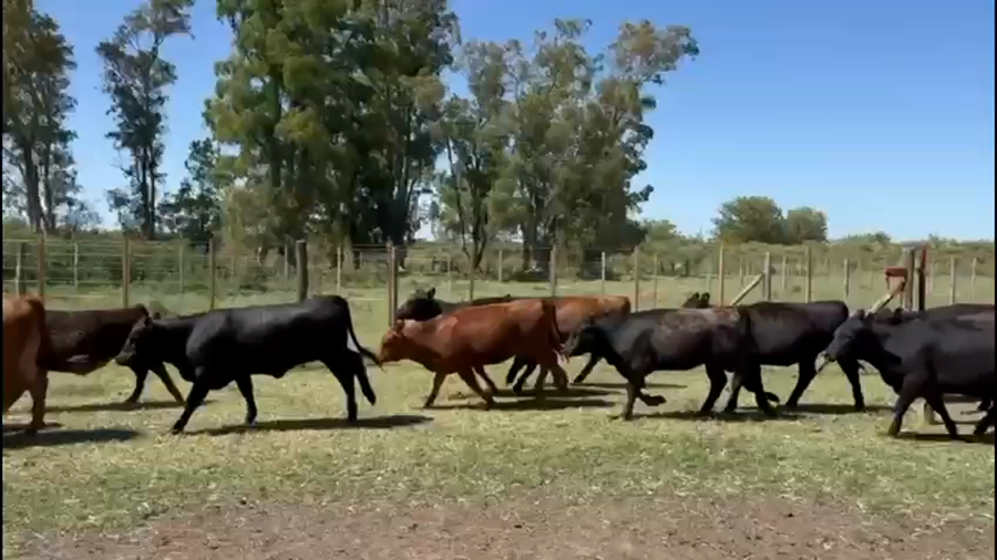 Lote 50 Novillitos y Vaquillonas