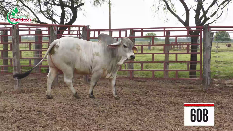 Lote Brahman
