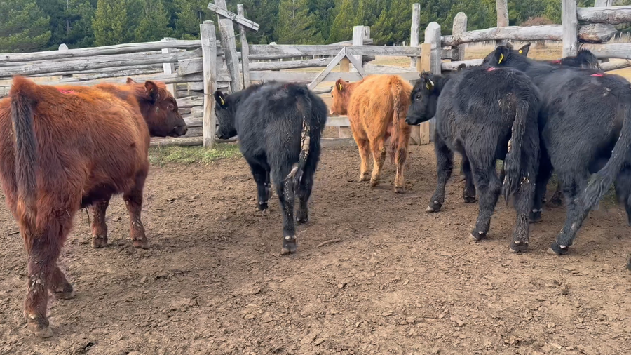 Lote 29 Ternero en Coyhaique, XI Región Aysén