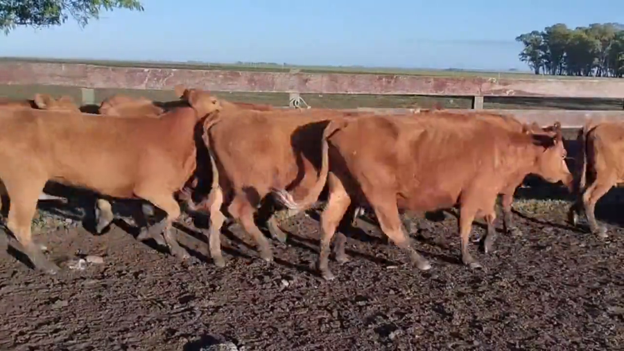 Lote Vacas de Invernada