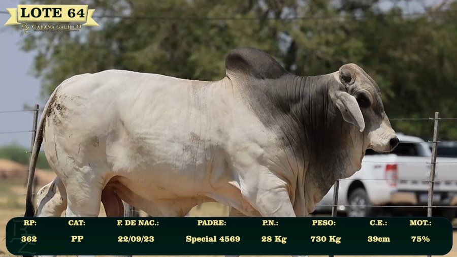 Lote LOTE 64