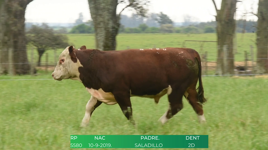 Lote Toros POLLED HEREFORD a remate en 4º  Remate  Anual Cabaña El Treból en Liga de Trabajo de Guichón