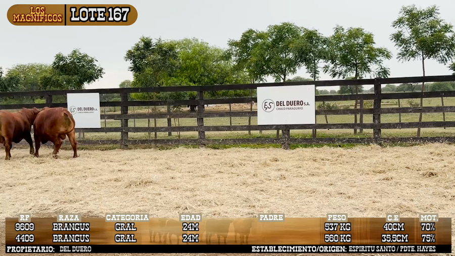 Lote LOTE 167 - PANTALLA