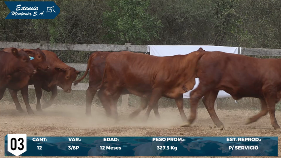 Lote LOTE 3