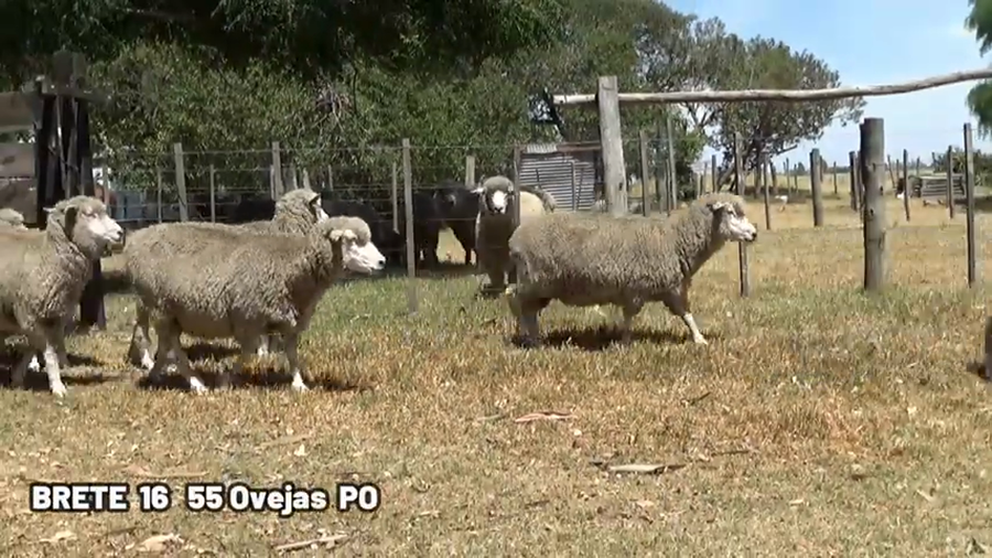 Lote OVEJA PO
