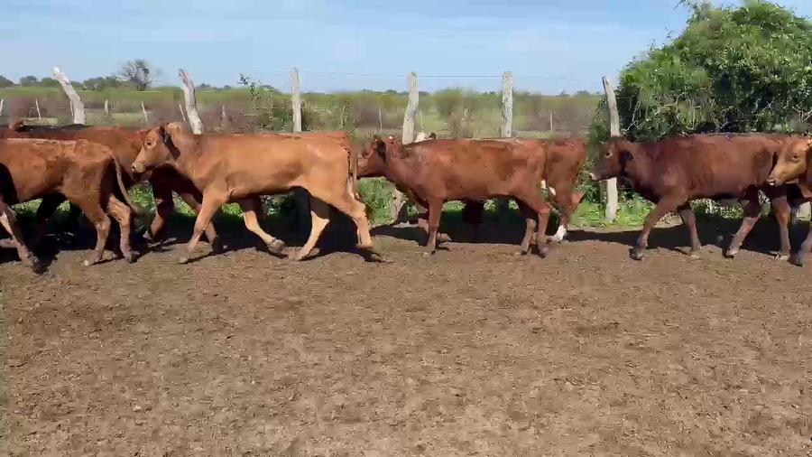 Lote 90 Vaquillonas