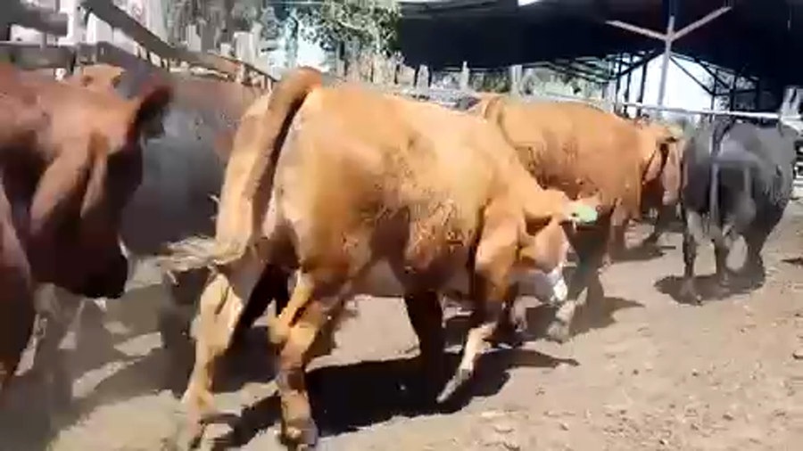 Lote 45 Novillo Gordo en Linares, VII  Región Maule