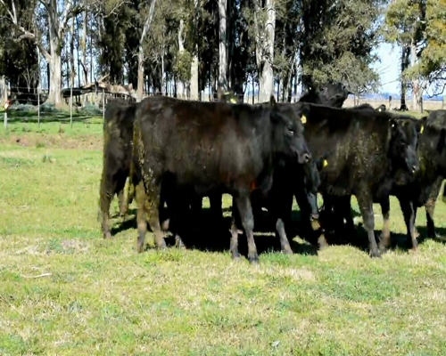 Lote VAQUILLONAS ANGUS NEGRAS. PREÑADAS