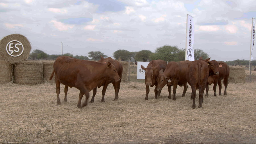 Lote Vaquillas CBO. 1 PREÑADAS