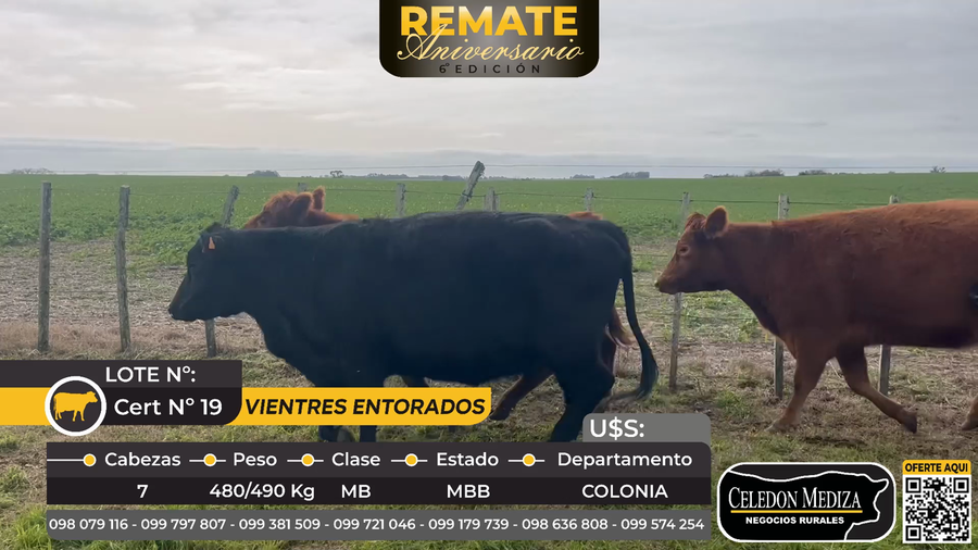 Lote 7 Vientres Preñados en Riachuelo, Colonia