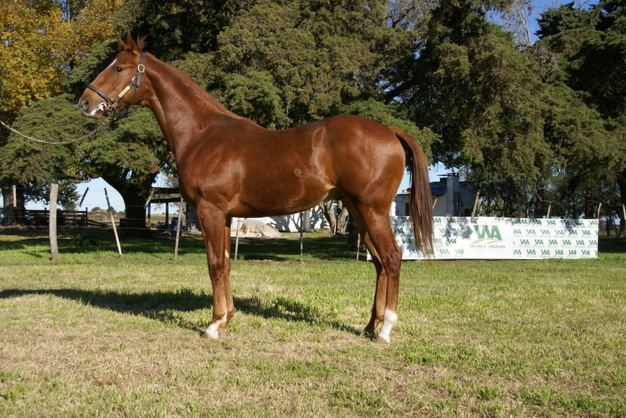 Lote AL SAHIR