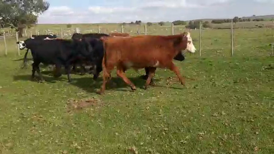 Lote 10 Novillos CRUZAS a remate en Pantalla Camy Mayo - Desde La Cuenca 250kg - , San José