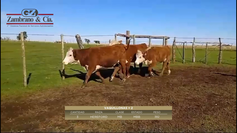 Lote 3 Vaquillonas más de 2 años PI a remate en 6º Expo Nacional Hereford 382kg -  en Colonia Lavalleja
