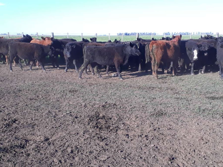 Lote 100 Terneros en Olavarría, Buenos Aires