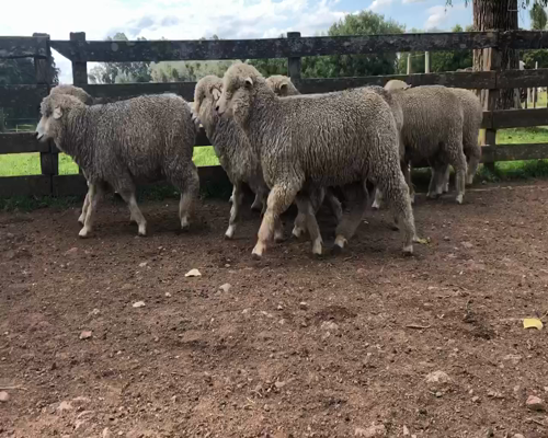 Lote 13 Borregas en Cerro Largo, Cerro Largo