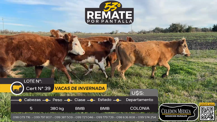 Lote 5 Vacas de Invernada en Colonia