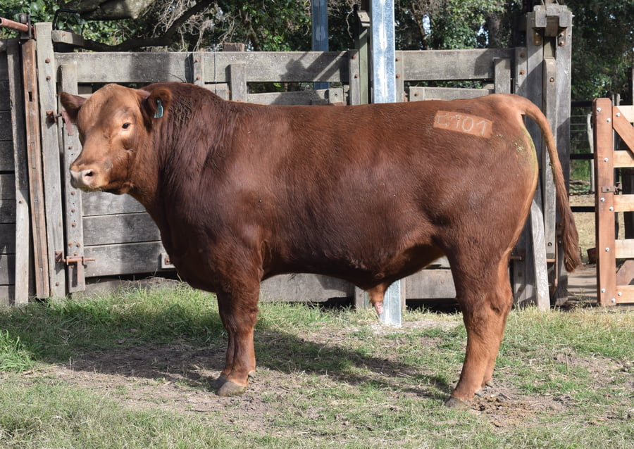 Lote CABAÑA “COEMBOTÁ” de Calderón RP 101