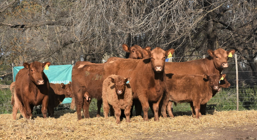 Lote "Cabaña ""La Marianita"" Vacas 1ra paricion otoño pc con servicio"