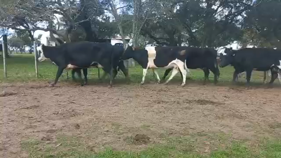 Lote Vacas de Invernada