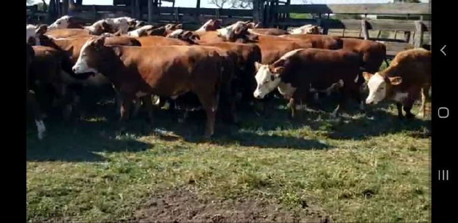 Lote 40 Terneros/as en Villaguay, Entre Ríos