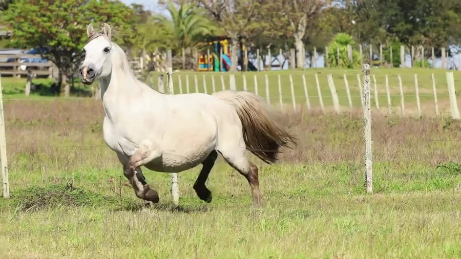 Lote Luna Don Conrrado