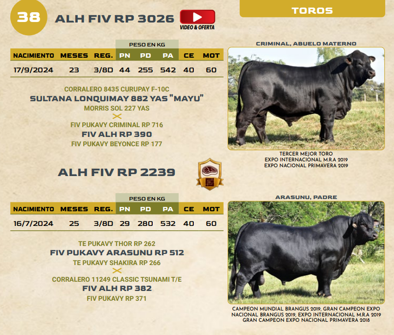 Lote LOTE 38