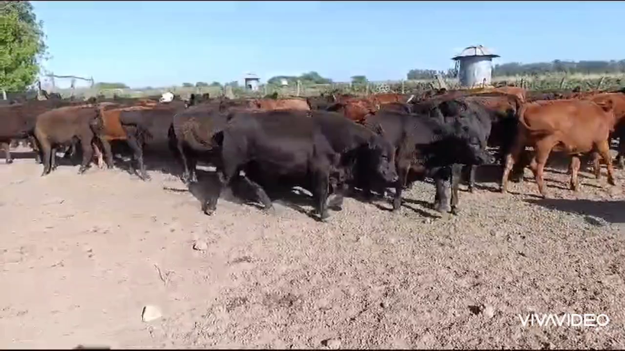 Lote 106 Terneros/as