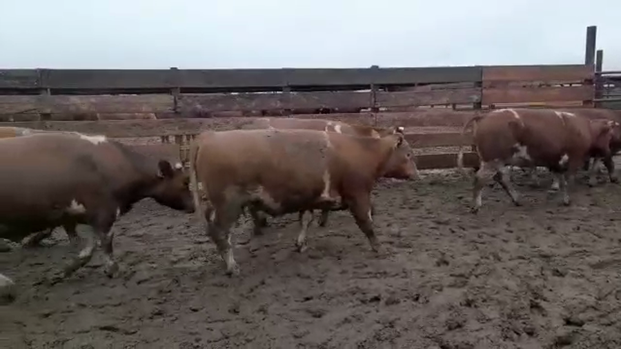 Lote 20 Novillo Gordo en Los Ángeles, VIII Región Biobío