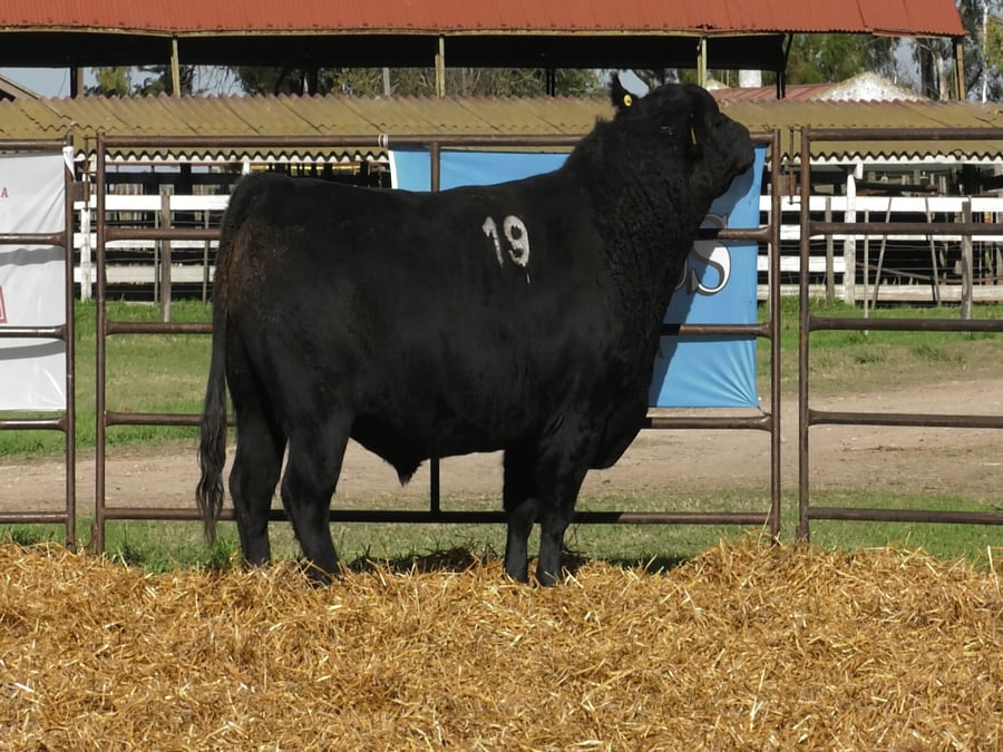 Lote TOROS ANGUS NEGROS PC