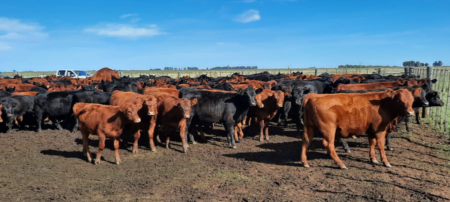 Lote 60 Terneras en Gral. Lamadrid, Buenos Aires