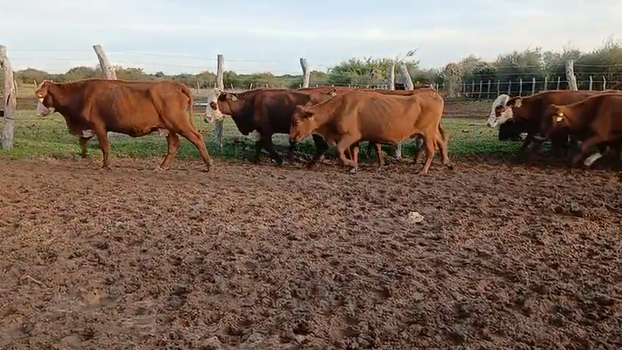 Lote 28 Vacas de invernar en Corrientes, Perugorría