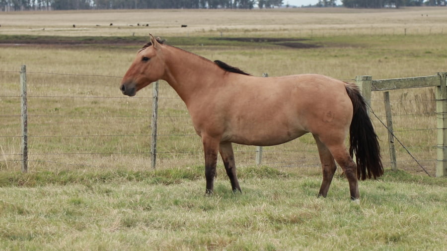 Lote REDOMONA Lavandera 29