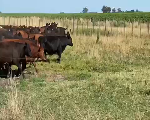 Lote 55 Novillitos en Roque Pérez, Buenos Aires