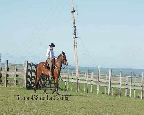 Lote TIRANA 458 DE LA CASILLA