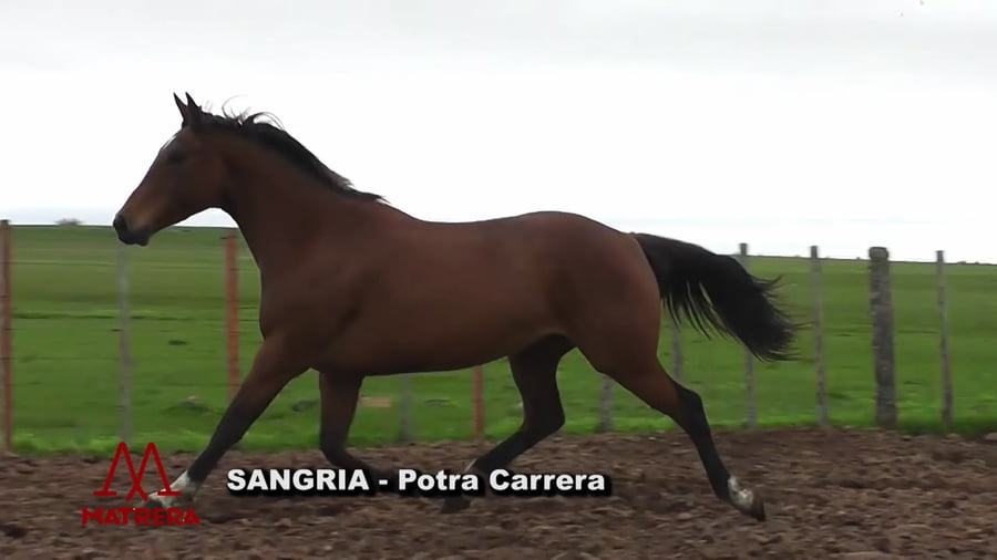 Lote Sangria