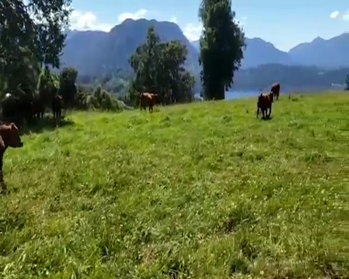 Lote 50 Novillo Engorda en Futrono, XIV Región Los Ríos