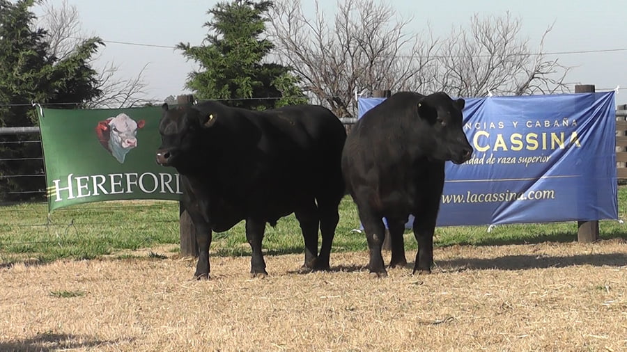 Lote TOROS ANGUS PP