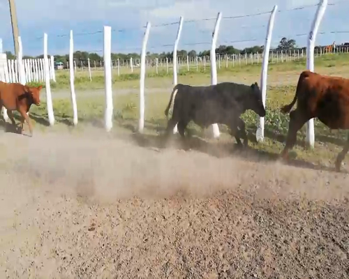 Lote 70 Terneros/as en Federal, Entre Ríos