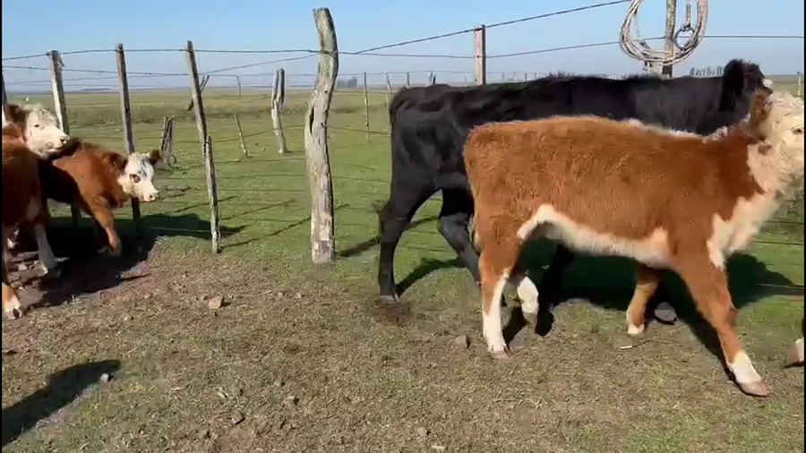 Lote TERNERAS
