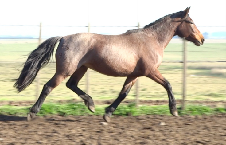 Lote PATUNA LA INVERNADA