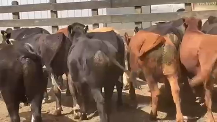 Lote 20 Novillo Engorda en Osorno, X Región Los Lagos