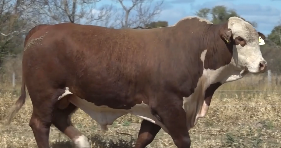 Lote TOROS(CORRAL 25)BRAFORD "CABAÑA MARIA ESTHER"